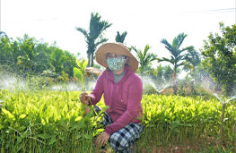 Our acacia nursery to renew the forest Forest renewal for sustainable development